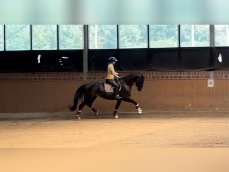 Hannoveraner Stute 4 Jahre 172 cm Rappe in Unna