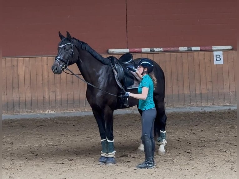Hannoveraner Stute 4 Jahre 172 cm Rappe in Unna