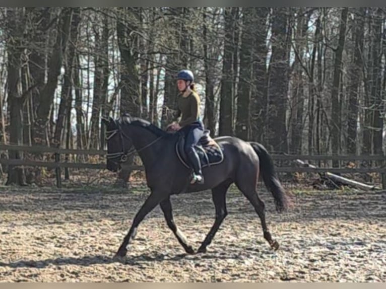 Hannoveraner Stute 4 Jahre 172 cm Rappe in Braunschweig