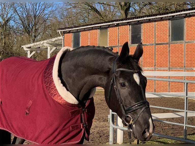 Hannoveraner Stute 4 Jahre 172 cm Rappe in Verden (Aller)