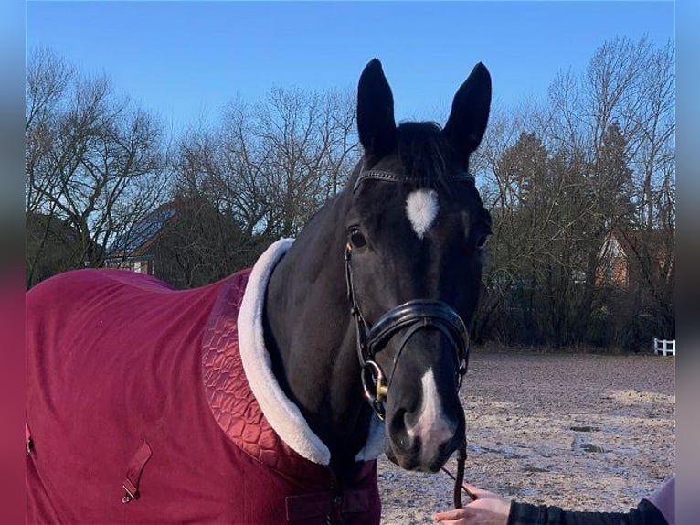 Hannoveraner Stute 4 Jahre 172 cm Rappe in Verden (Aller)