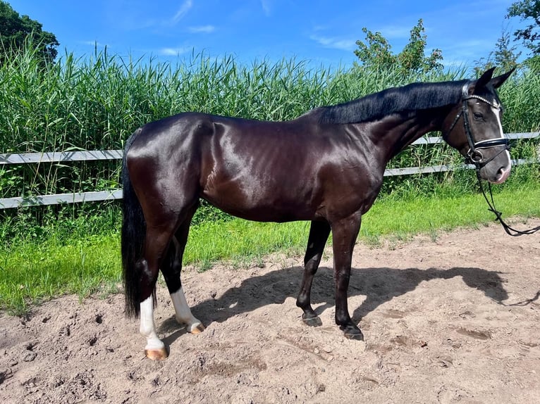 Hannoveraner Stute 4 Jahre 172 cm Rappe in Otterndorf