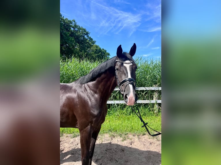 Hannoveraner Stute 4 Jahre 172 cm Rappe in Otterndorf