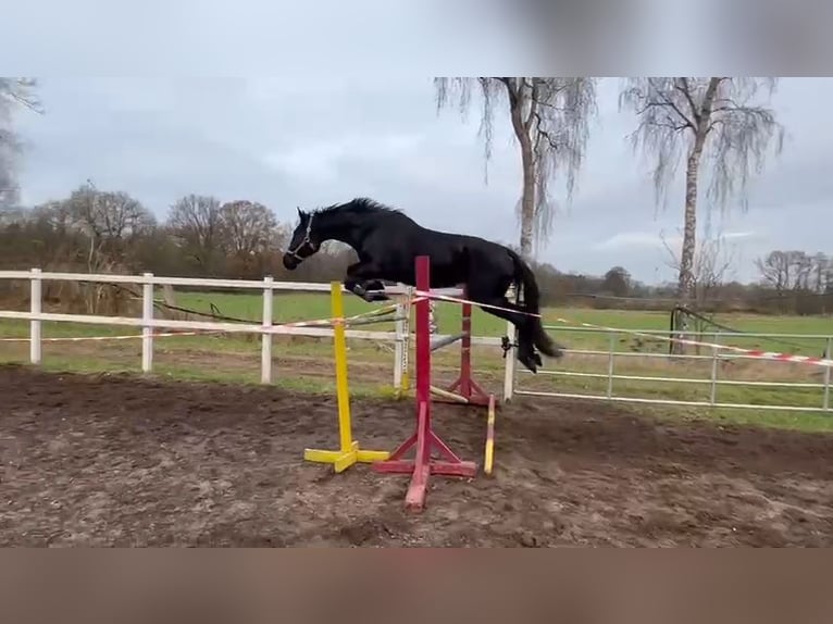 Hannoveraner Stute 4 Jahre 172 cm Rappe in Klein Nordende