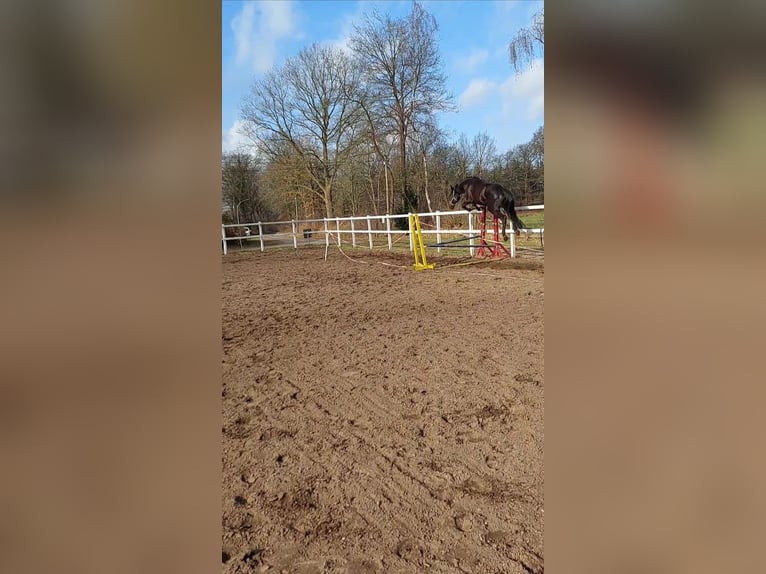 Hannoveraner Stute 4 Jahre 172 cm Rappe in Klein Nordende