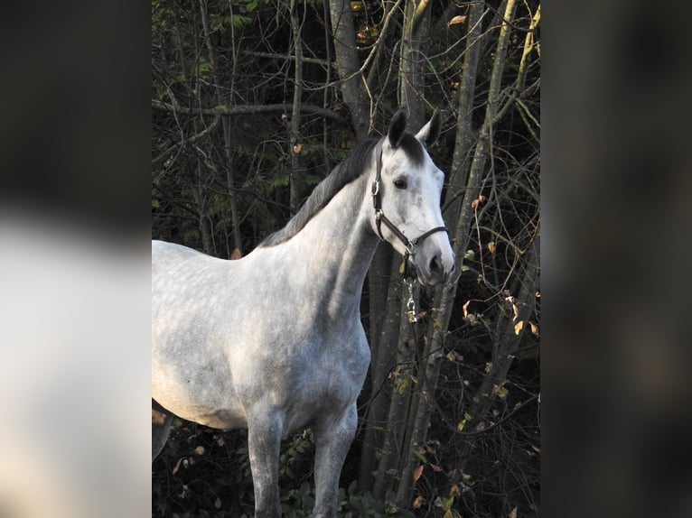 Hannoveraner Stute 4 Jahre 172 cm Schimmel in Verl