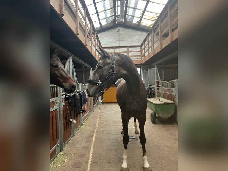 Hannoveraner Stute 4 Jahre 172 cm Schimmel in Marl