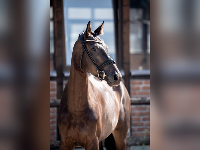 Hannoveraner Stute 4 Jahre 172 cm Schwarzbrauner in Heidesheim am Rhein
