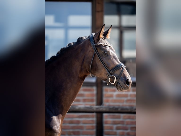 Hannoveraner Stute 4 Jahre 172 cm Schwarzbrauner in Heidesheim am Rhein