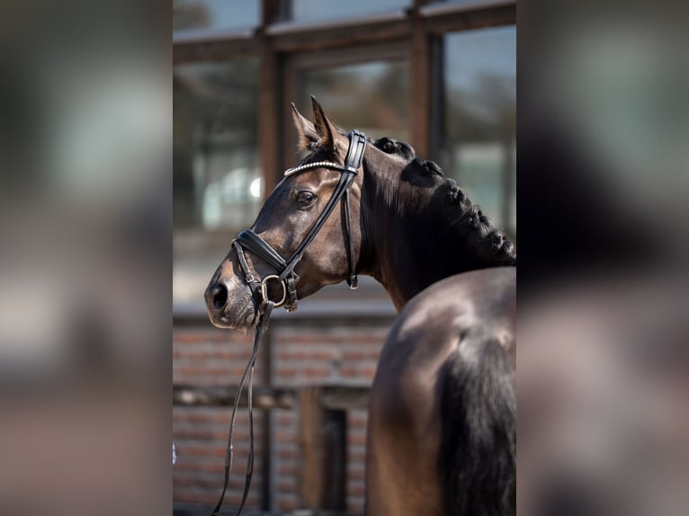 Hannoveraner Stute 4 Jahre 172 cm Schwarzbrauner in Heidesheim am Rhein