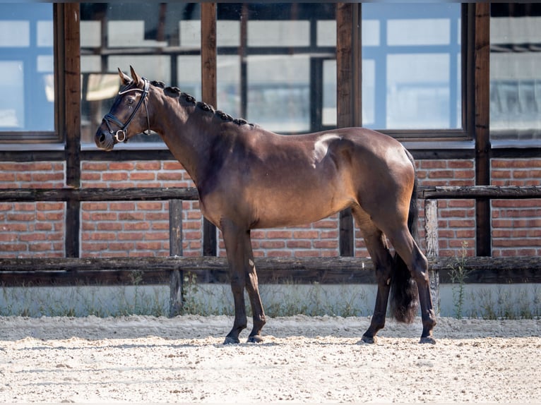 Hannoveraner Stute 4 Jahre 172 cm Schwarzbrauner in Heidesheim am Rhein