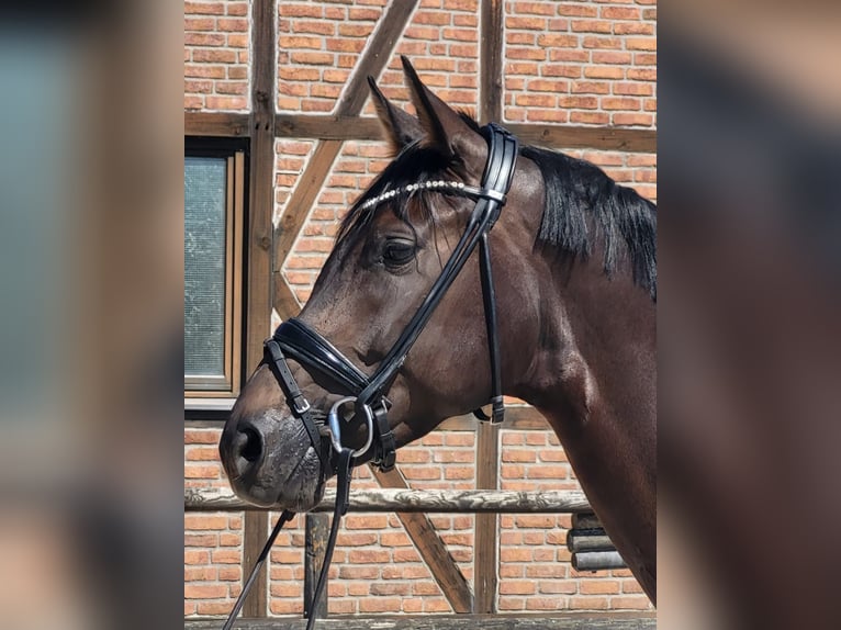 Hannoveraner Stute 4 Jahre 172 cm Schwarzbrauner in Heidesheim am Rhein