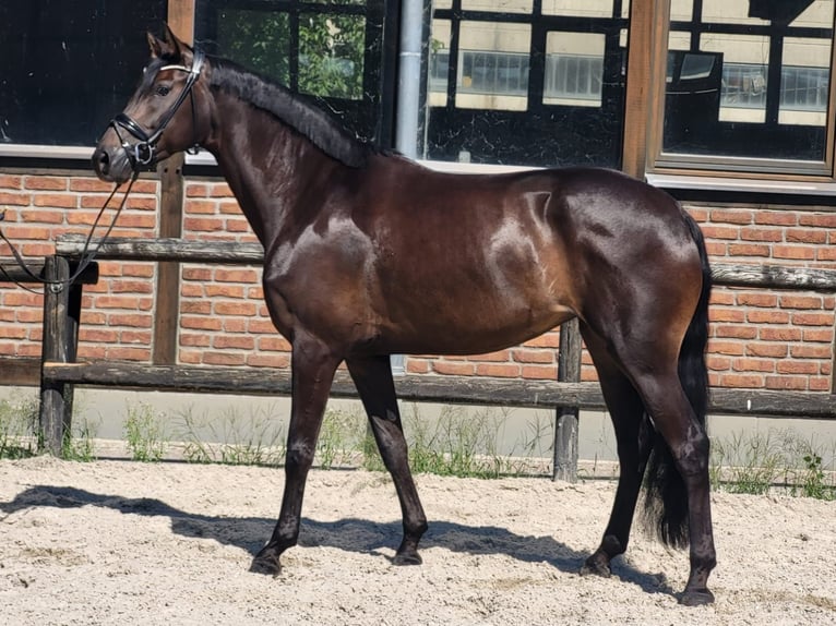 Hannoveraner Stute 4 Jahre 172 cm Schwarzbrauner in Heidesheim am Rhein