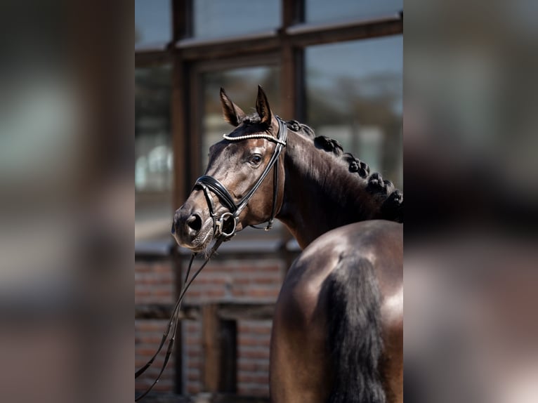 Hannoveraner Stute 4 Jahre 172 cm Schwarzbrauner in Heidesheim am Rhein