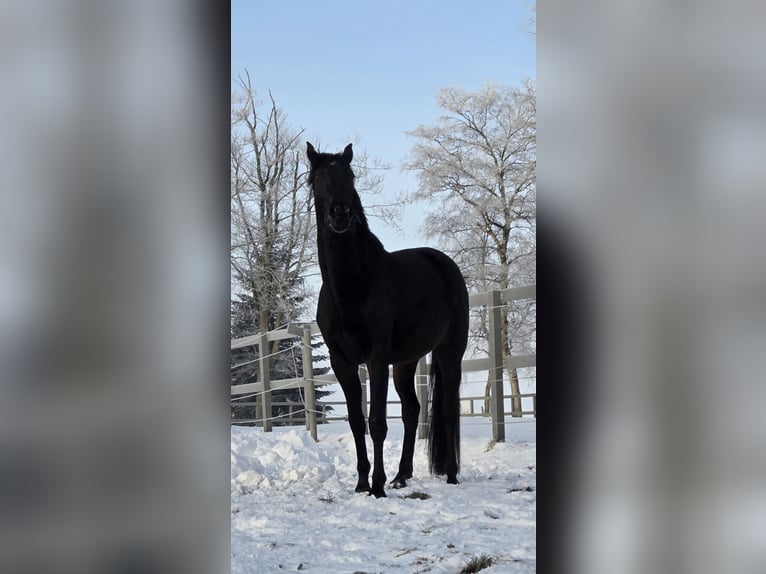 Hannoveraner Stute 4 Jahre 172 cm Schwarzbrauner in Bremerhaven