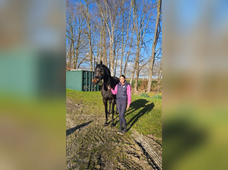 Hannoveraner Stute 4 Jahre 172 cm Schwarzbrauner in Bremerhaven