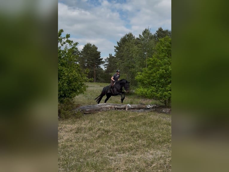 Hannoveraner Stute 4 Jahre 172 cm Schwarzbrauner in Aulosen