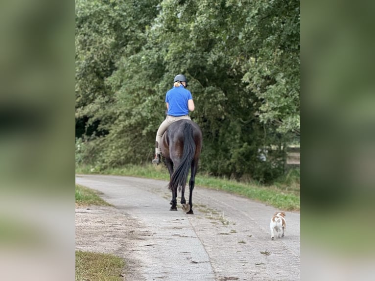 Hannoveraner Stute 4 Jahre 172 cm Schwarzbrauner in Aulosen