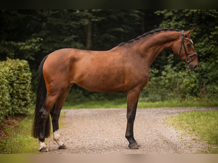 Hannoveraner Stute 4 Jahre 173 cm Brauner in Wehringen