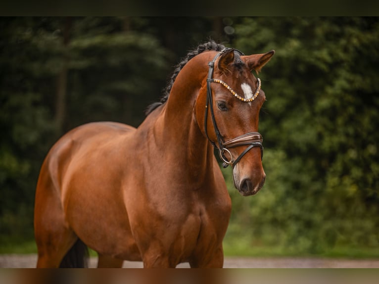 Hannoveraner Stute 4 Jahre 173 cm Brauner in Wehringen
