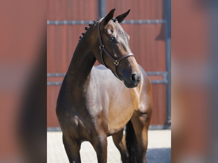 Hannoveraner Stute 4 Jahre 173 cm Brauner in Zieuwent
