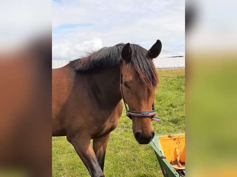 Hannoveraner Stute 4 Jahre 173 cm Dunkelbrauner in Stuhr