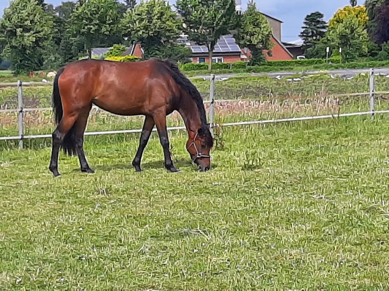 Hannoveraner Stute 4 Jahre 173 cm Dunkelbrauner in Stuhr