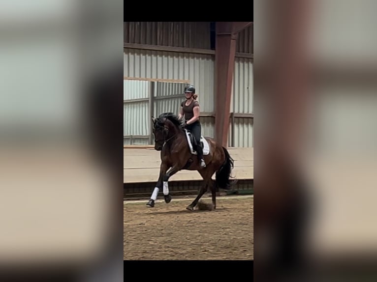 Hannoveraner Stute 4 Jahre 173 cm Dunkelbrauner in Stuhr