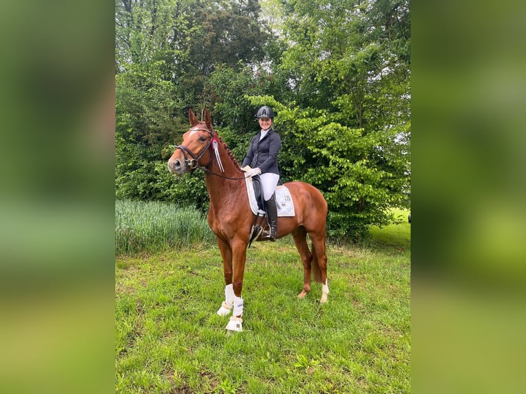 Hannoveraner Stute 4 Jahre 173 cm Fuchs in Celle