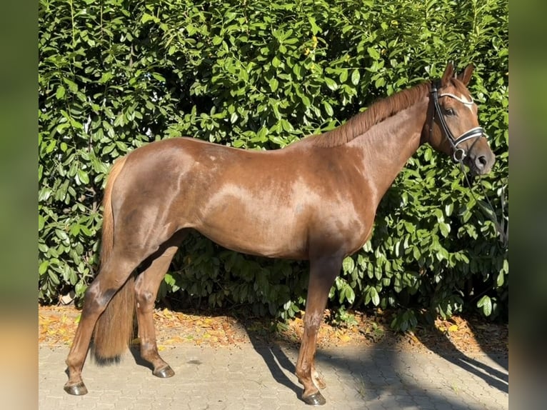 Hannoveraner Stute 4 Jahre 173 cm Fuchs in Hohnstorf (Elbe)