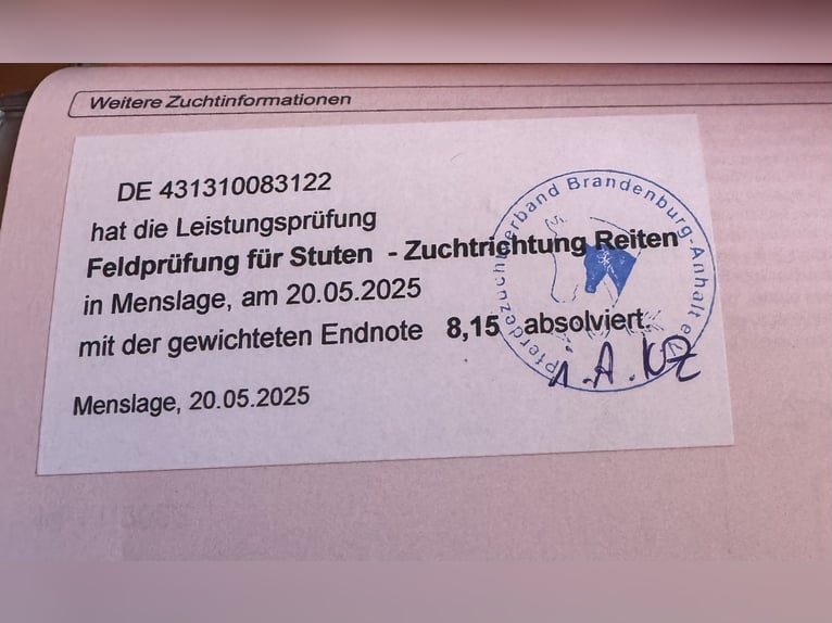 Hannoveraner Stute 4 Jahre 173 cm Rappe in Rosenheim