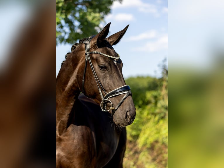 Hannoveraner Stute 4 Jahre 173 cm Rappe in Rosenheim