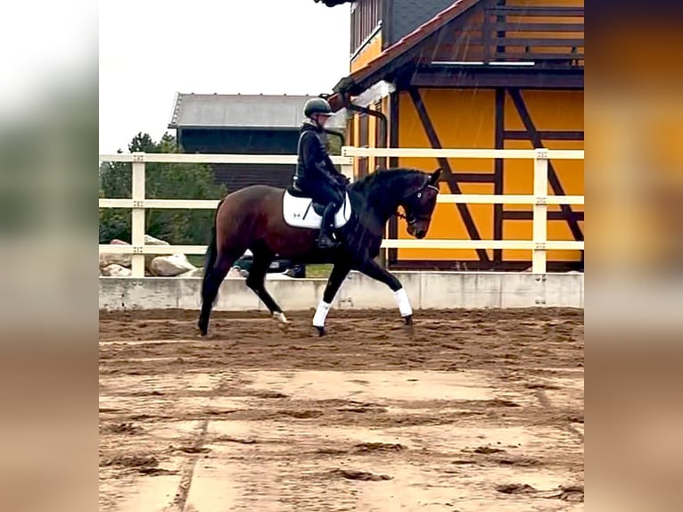 Hannoveraner Stute 4 Jahre 174 cm Brauner in Chorin