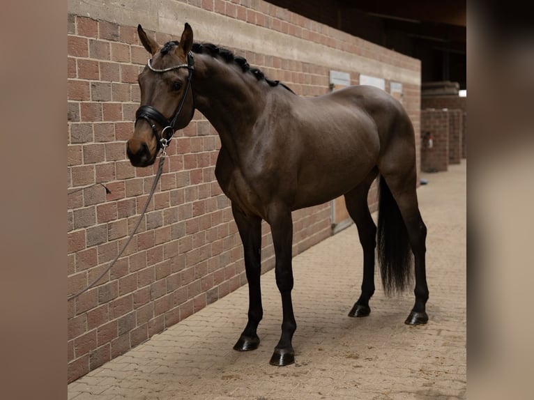 Hannoveraner Stute 4 Jahre 174 cm Brauner in Löhnberg Hannoveraner Stute 4 Jahre 174 cm Brauner in Löhnberg