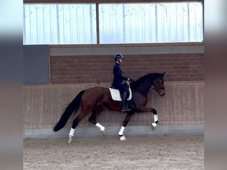 Hannoveraner Stute 4 Jahre 174 cm Brauner in Viersen