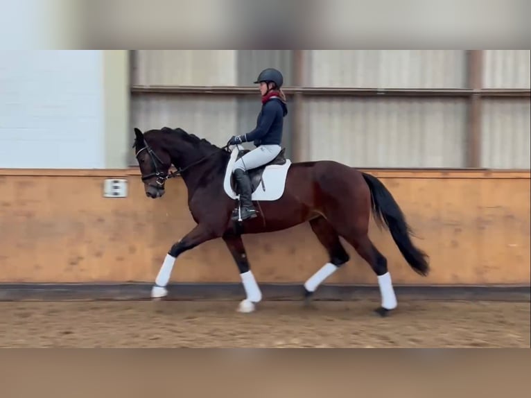 Hannoveraner Stute 4 Jahre 174 cm Dunkelbrauner in Gro&#xDF;moor
