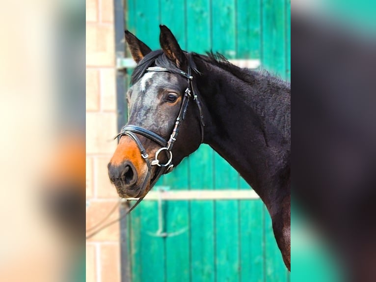 Hannoveraner Stute 4 Jahre 174 cm Dunkelbrauner in Hardegsen