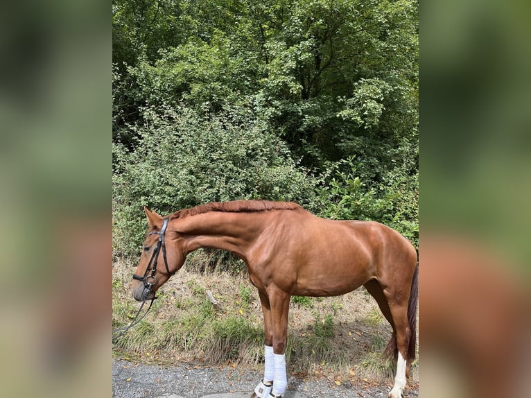 Hannoveraner Stute 4 Jahre 174 cm Dunkelfuchs in Herborn