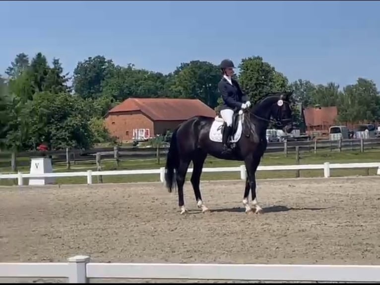 Hannoveraner Stute 4 Jahre 174 cm Schwarzbrauner in Hildesheim