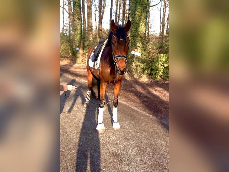 Hannoveraner Stute 4 Jahre 175 cm Brauner in Kirchlinteln