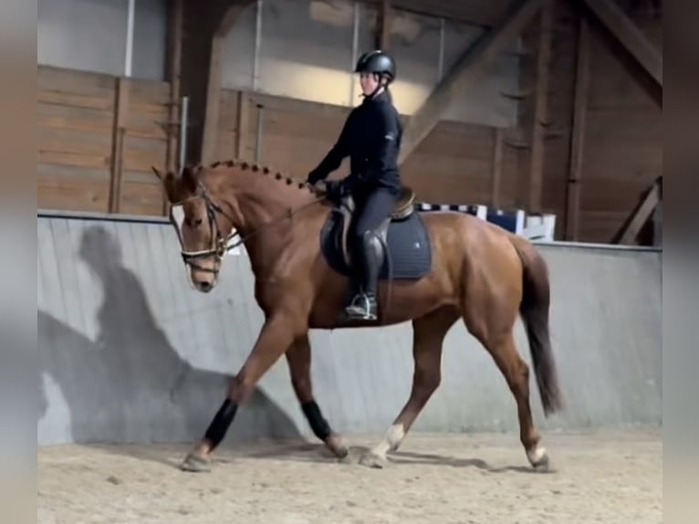 Hannoveraner Stute 4 Jahre 175 cm Fuchs in Gittelde