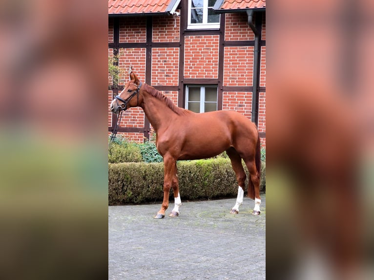 Hannoveraner Stute 4 Jahre 175 cm Fuchs in Warendorf