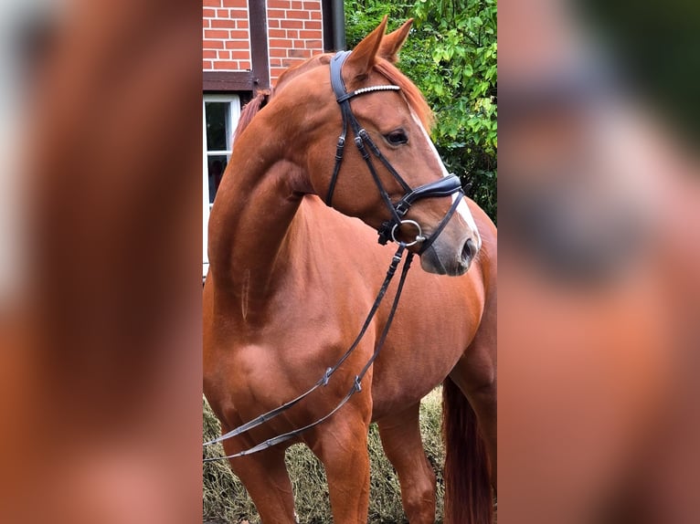 Hannoveraner Stute 4 Jahre 175 cm Fuchs in Warendorf