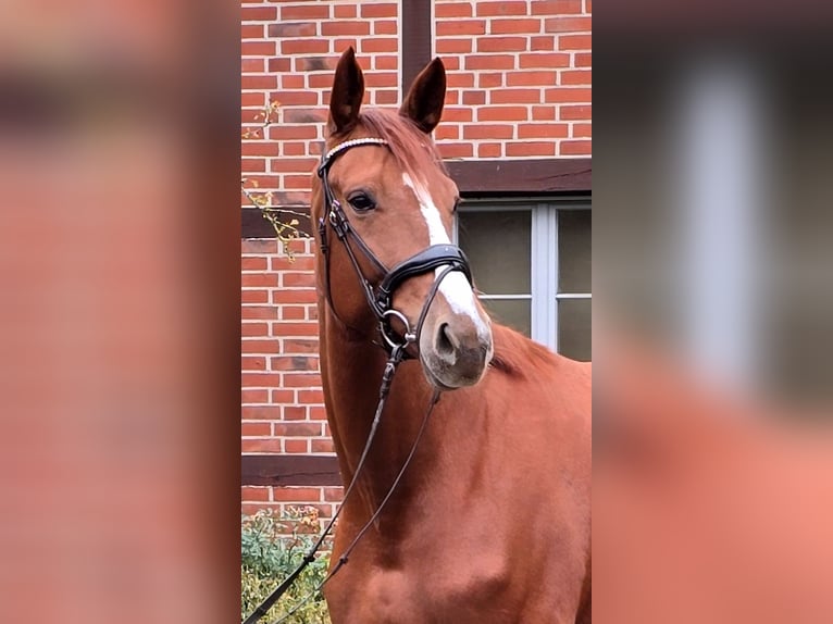 Hannoveraner Stute 4 Jahre 175 cm Fuchs in Warendorf
