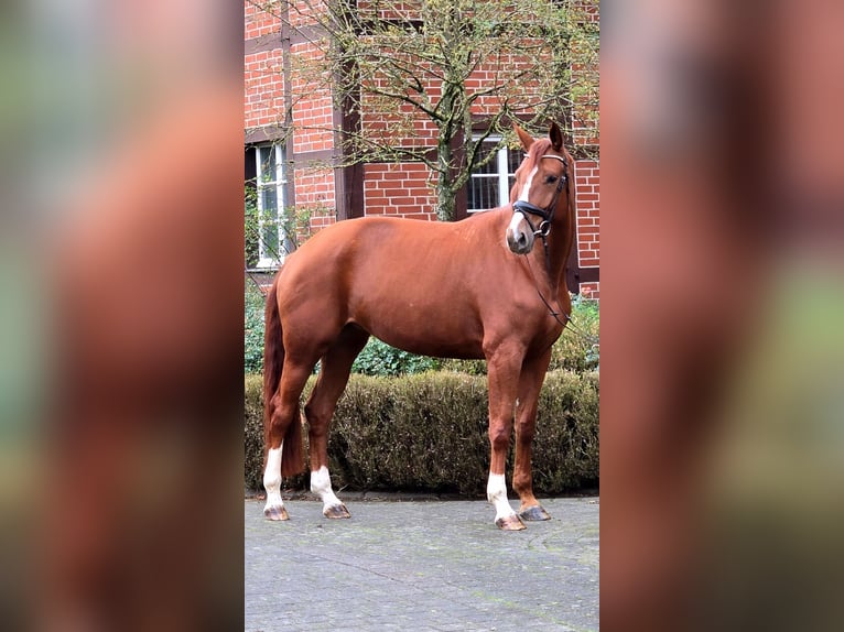 Hannoveraner Stute 4 Jahre 175 cm Fuchs in Warendorf
