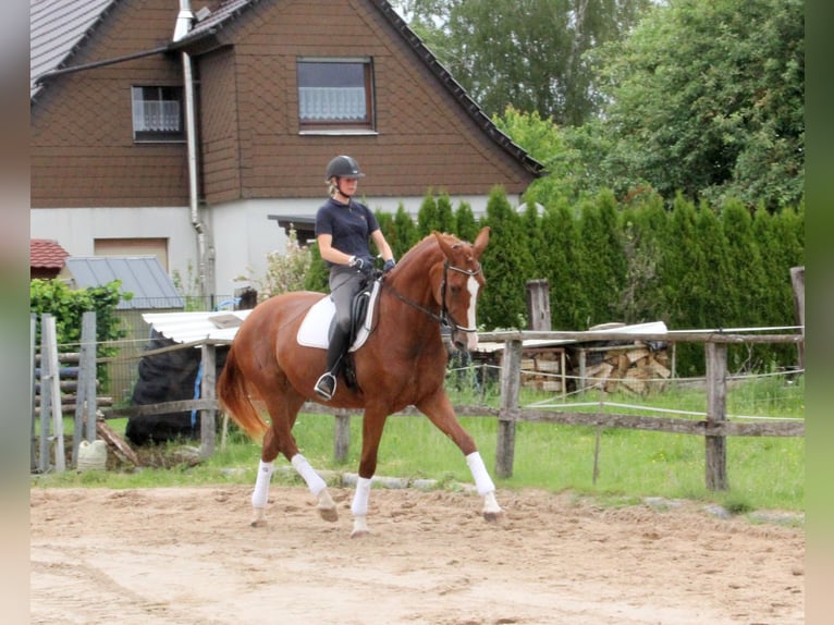 Hannoveraner Stute 4 Jahre 176 cm Fuchs in Frankenberg (Eder)
