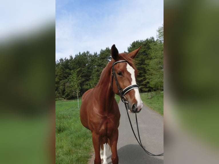 Hannoveraner Stute 4 Jahre 176 cm Fuchs in Frankenberg (Eder)