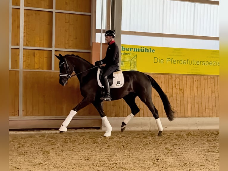 Hannoveraner Stute 4 Jahre 176 cm Rappe in Gleichen