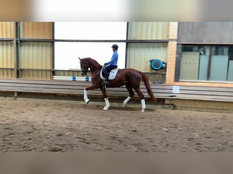 Hannoveraner Stute 4 Jahre 178 cm Fuchs in Burgdorf