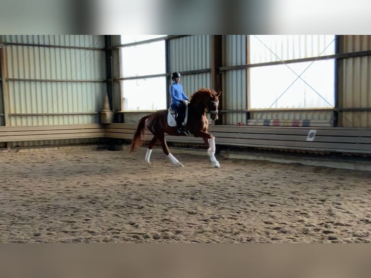 Hannoveraner Stute 4 Jahre 178 cm Fuchs in Burgdorf
